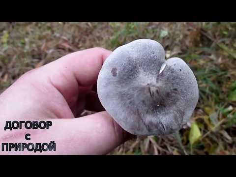 Row earthy-gray (earthy): photo and description of the mushroom, how to cook