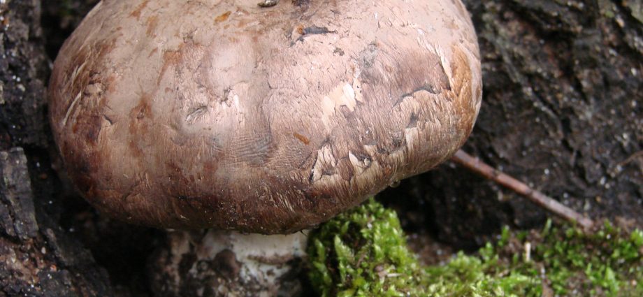 Row earthy-gray (earthy): photo and description of the mushroom, how to cook