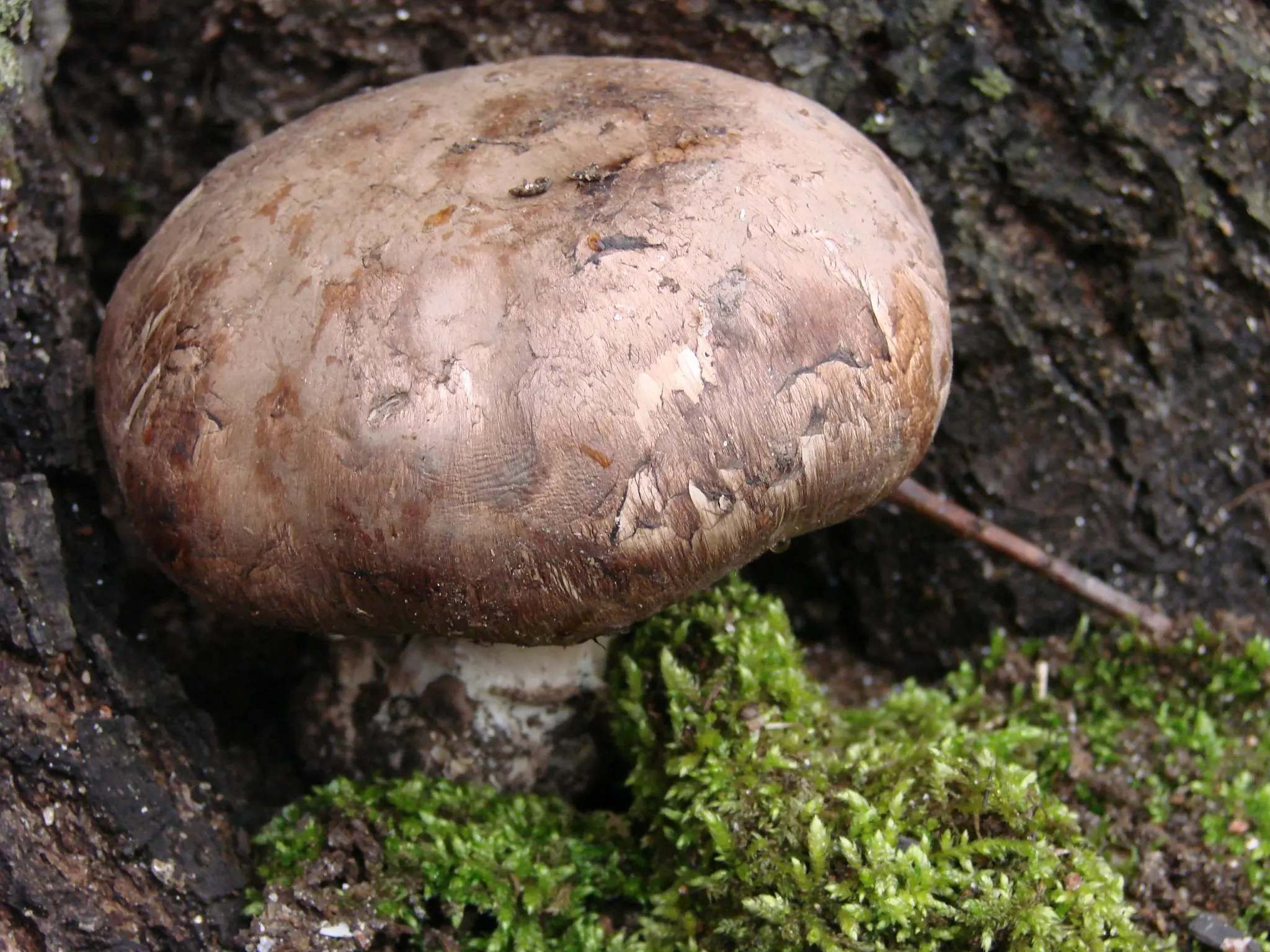 Row earthy-gray (earthy): photo and description of the mushroom, how to cook