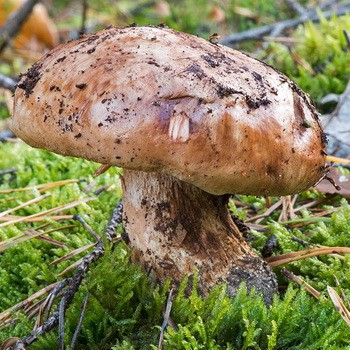 Row giant: photo and description of the mushroom