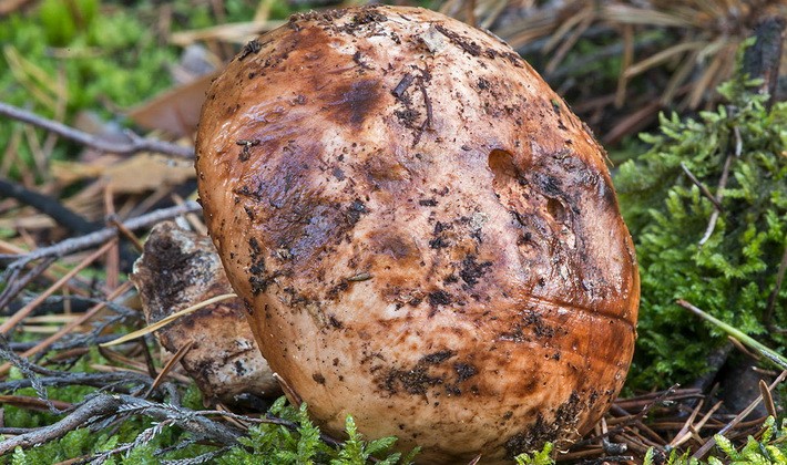 Row giant: photo and description of the mushroom