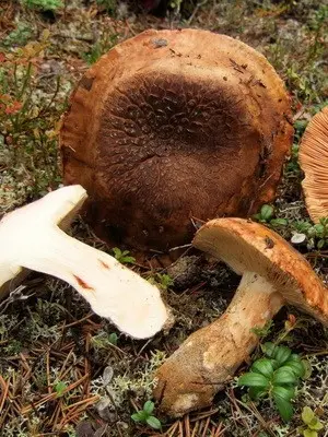 Row giant: photo and description of the mushroom