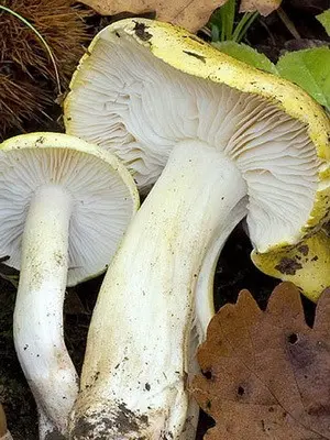 Row isolated: description and photo of the mushroom