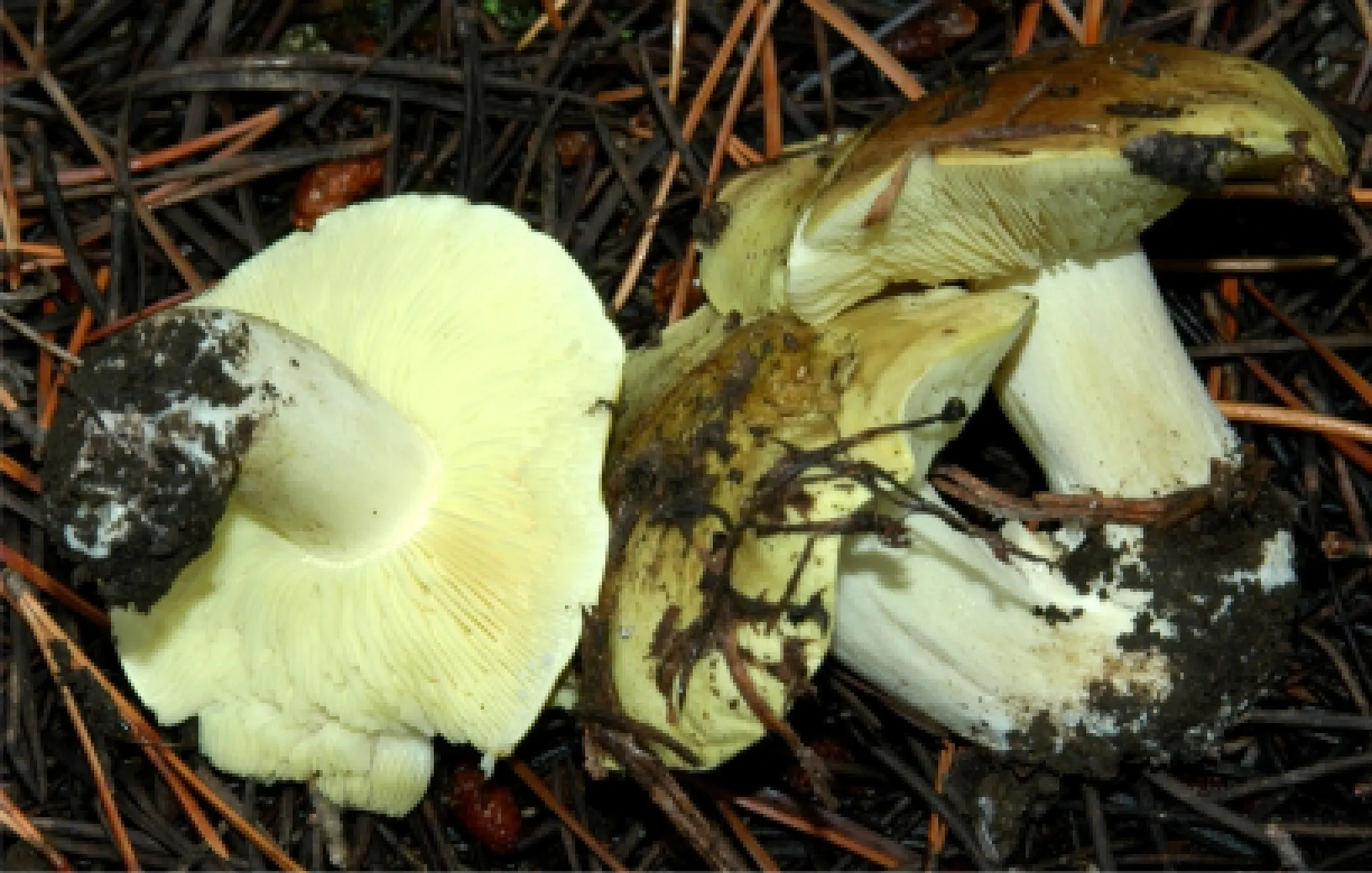 Row mushroom green (greenfinch): what it looks like and when to collect