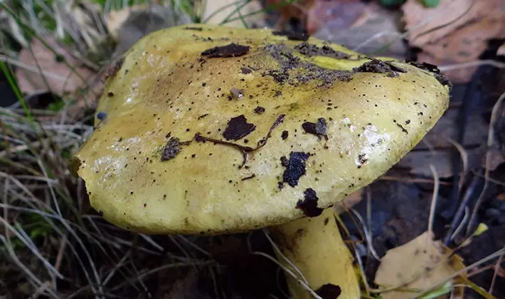 Row mushroom green (greenfinch): what it looks like and when to collect