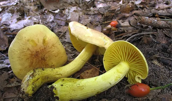 Row mushroom green (greenfinch): what it looks like and when to collect