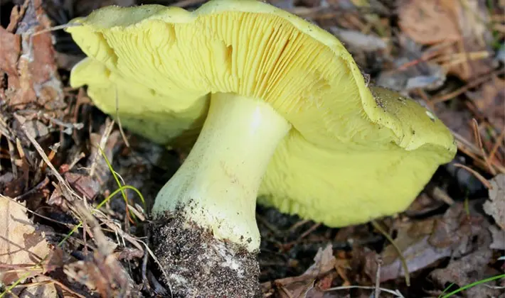 Row mushroom green (greenfinch): what it looks like and when to collect