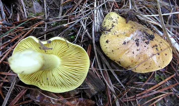 Row mushroom green (greenfinch): what it looks like and when to collect