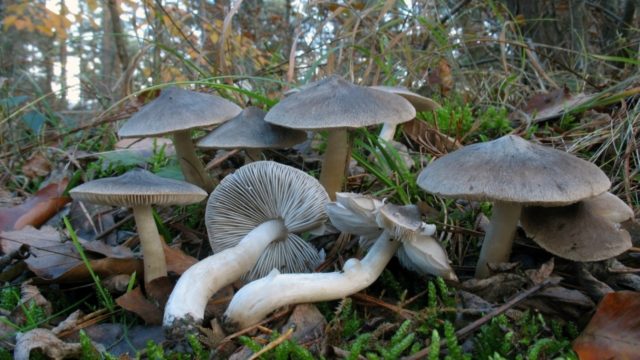 Row mushrooms: photos and descriptions of edible mushrooms, where and when to collect