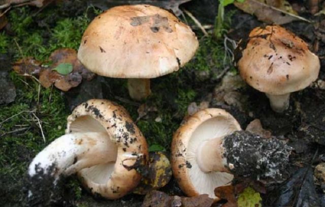 Row mushrooms: photos and descriptions of edible mushrooms, where and when to collect