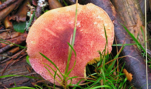 Row mushrooms: photos and descriptions of edible mushrooms, where and when to collect