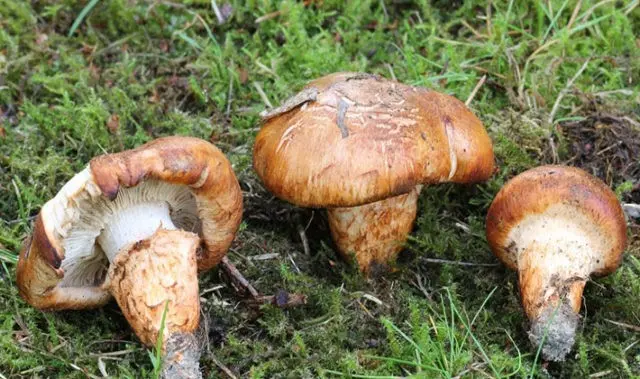 Row mushrooms: photos and descriptions of edible mushrooms, where and when to collect