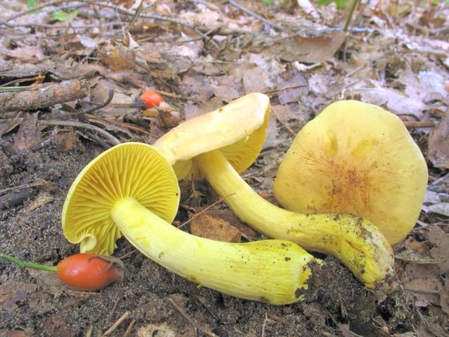 Row mushrooms: photos and descriptions of edible mushrooms, where and when to collect