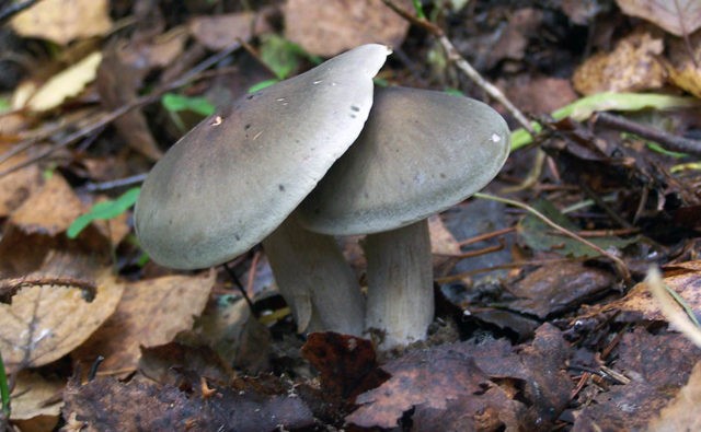 Row mushrooms: photos and descriptions of edible mushrooms, where and when to collect