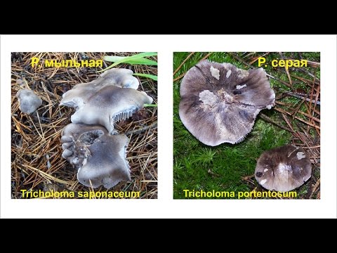 Row mushrooms: photos and descriptions of edible mushrooms, where and when to collect