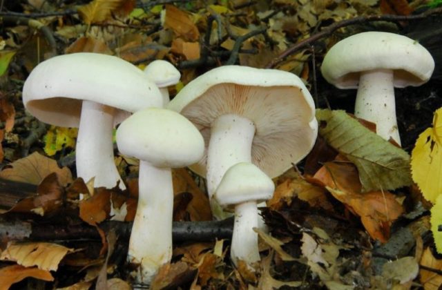 Row mushrooms: photos and descriptions of edible mushrooms, where and when to collect