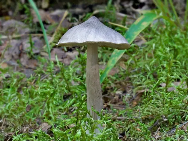 Row mushrooms: photos and descriptions of edible mushrooms, where and when to collect