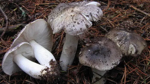 Row mushrooms: photos and descriptions of edible mushrooms, where and when to collect