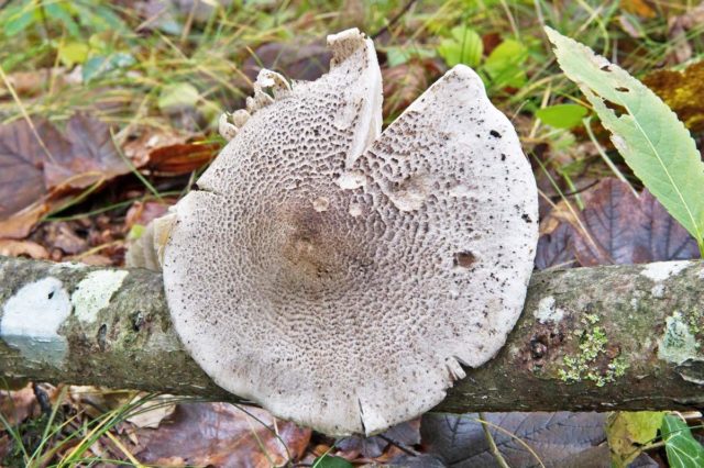 Row mushrooms: photos and descriptions of edible mushrooms, where and when to collect