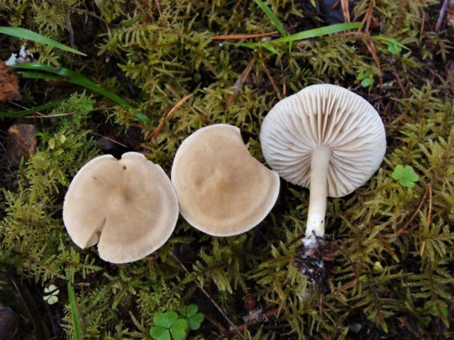 Row mushrooms: photos and descriptions of edible mushrooms, where and when to collect