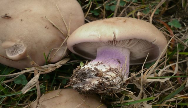 Row mushrooms: photos and descriptions of edible mushrooms, where and when to collect