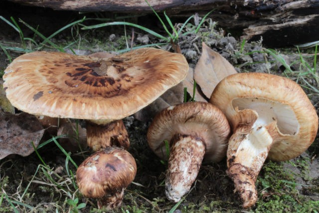 Row mushrooms: photos and descriptions of edible mushrooms, where and when to collect