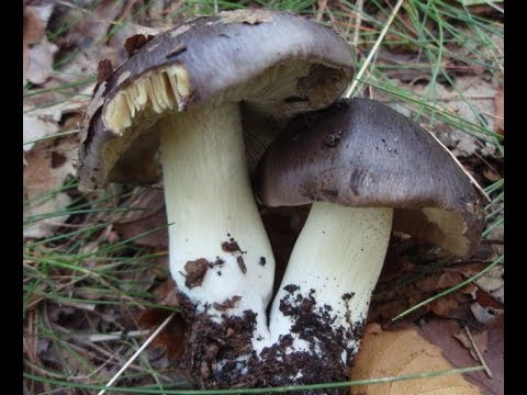 Row mushrooms: photos and descriptions of edible mushrooms, where and when to collect