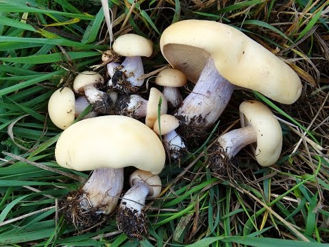 Row mushrooms: photos and descriptions of edible mushrooms, where and when to collect