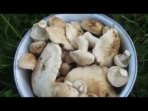 Row mushrooms: photos and descriptions of edible mushrooms, where and when to collect