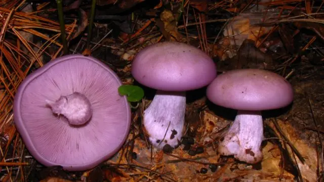 Row mushrooms: photos and descriptions of edible mushrooms, where and when to collect