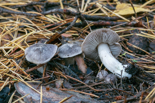 Row silver: what it looks like, where it grows, photo