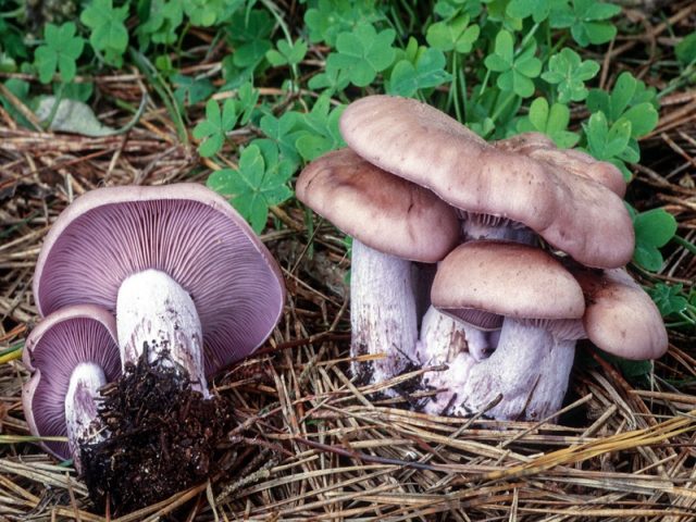 Row weed or dirty (Lepista sordida): photo and description of the fungus