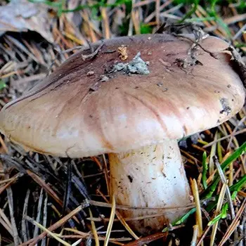 Row white-brown: photo and description of the mushroom