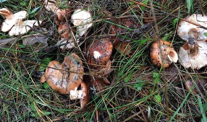 Row white-brown: photo and description of the mushroom