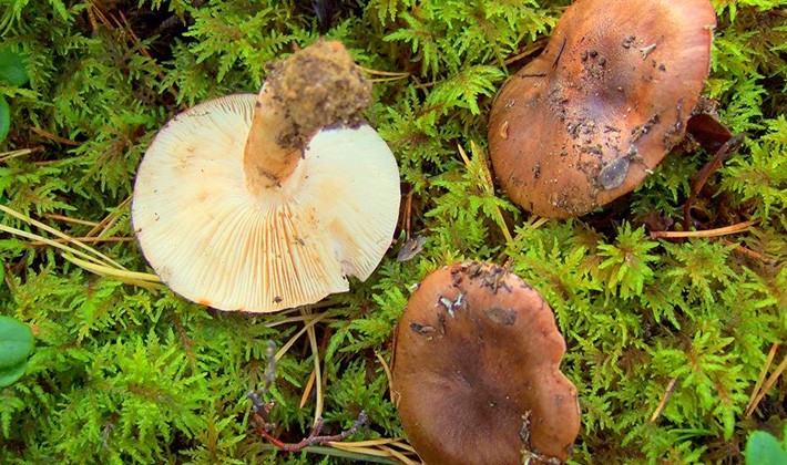 Row white-brown: photo and description of the mushroom