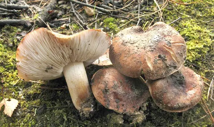 Row white-brown: photo and description of the mushroom