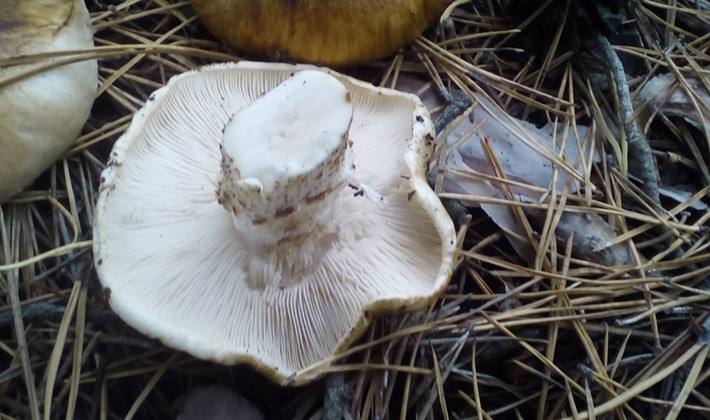 Row white-brown: photo and description of the mushroom