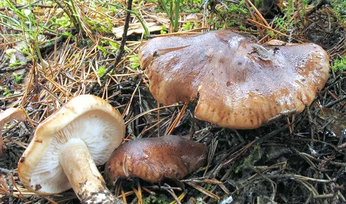 Row white-brown: photo and description of the mushroom