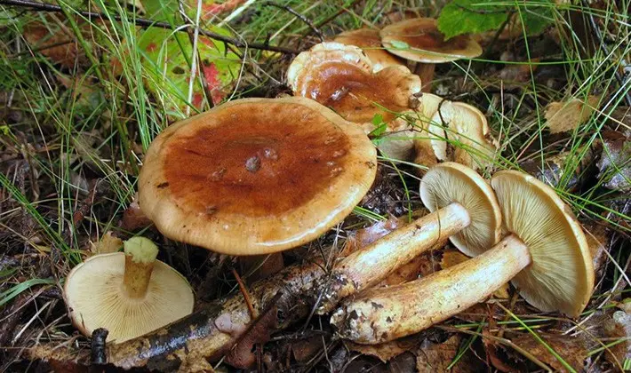 Row white-brown: photo and description of the mushroom