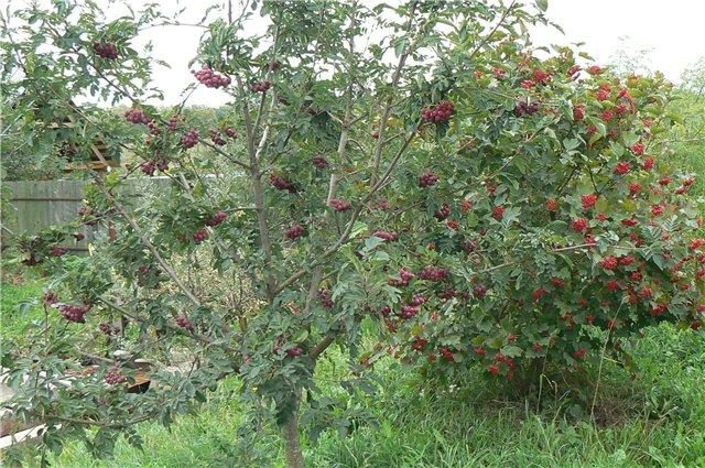 Rowan Liquor: description of the variety, photo