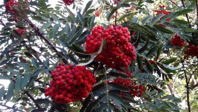 Rowan Pomegranate: variety description, photos and reviews