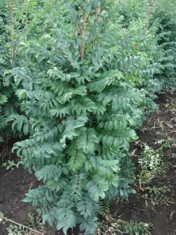 Rowan Pomegranate: variety description, photos and reviews