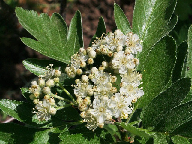 Rowan Ruby: photo and description