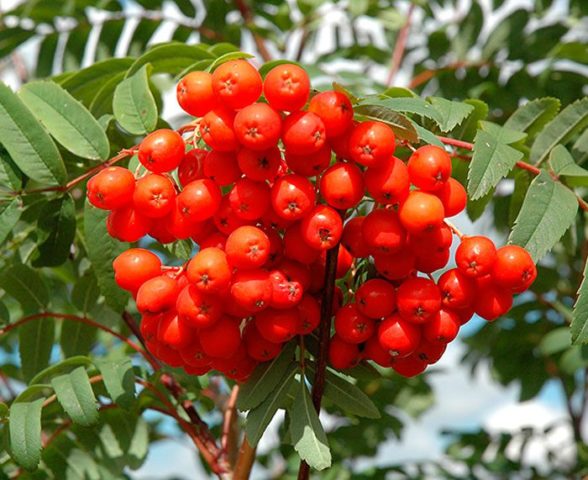 Rowan: varieties with photos and descriptions