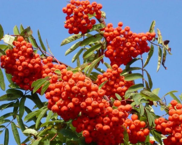 Rowan: varieties with photos and descriptions