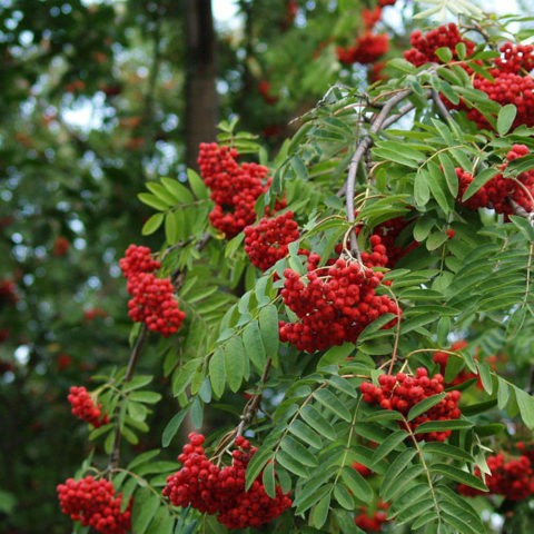 Rowan: varieties with photos and descriptions