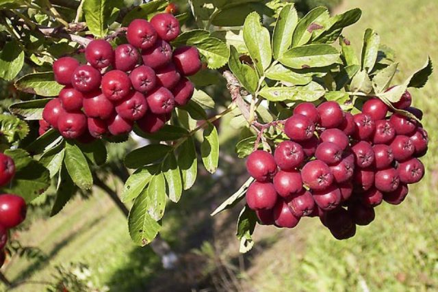 Rowan: varieties with photos and descriptions