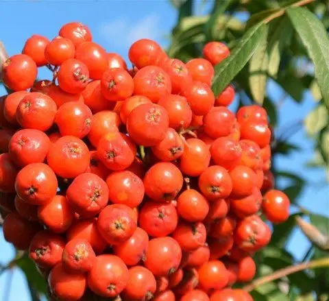 Rowan: varieties with photos and descriptions