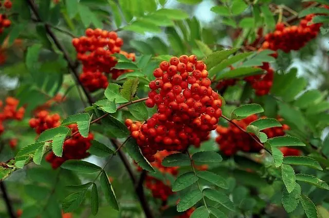 Rowan: varieties with photos and descriptions