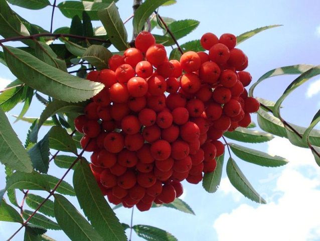 Rowan: varieties with photos and descriptions